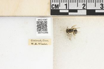 Media type: image;   Entomology 771346 Aspect: Labels